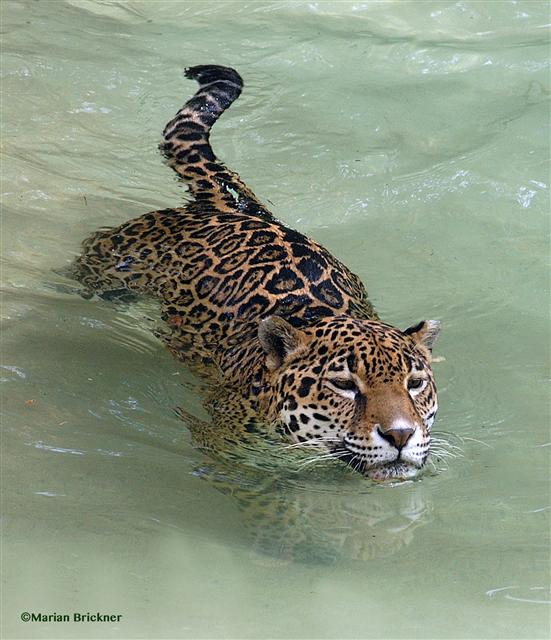 Jaguar swimming