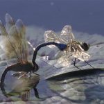 dragonflies mating web