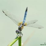 dragonfly boy