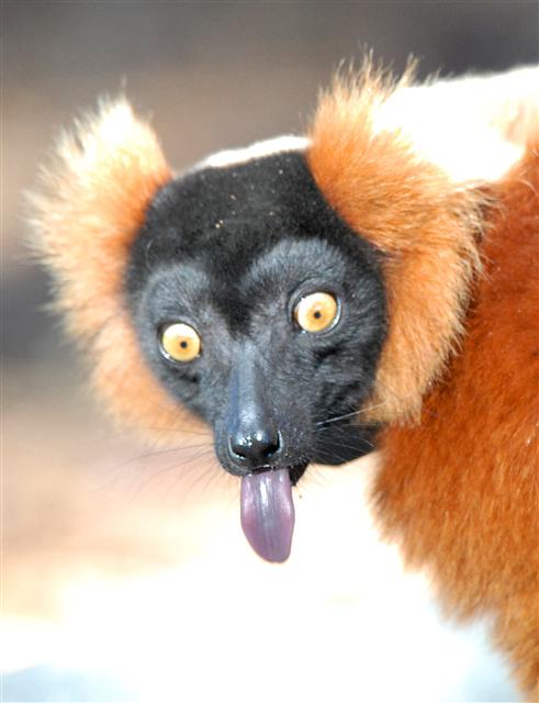 lemur tongue out